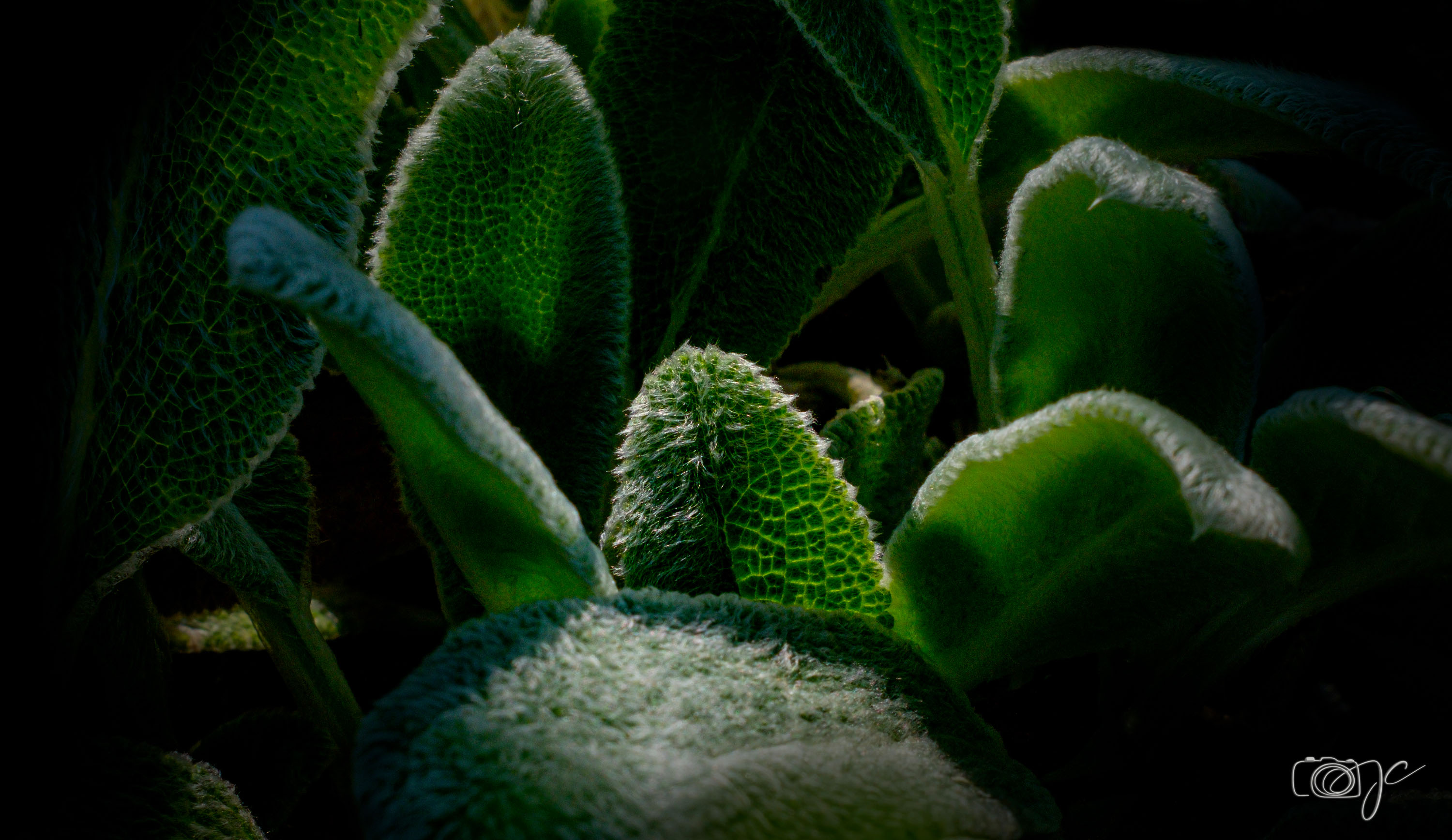 Macro