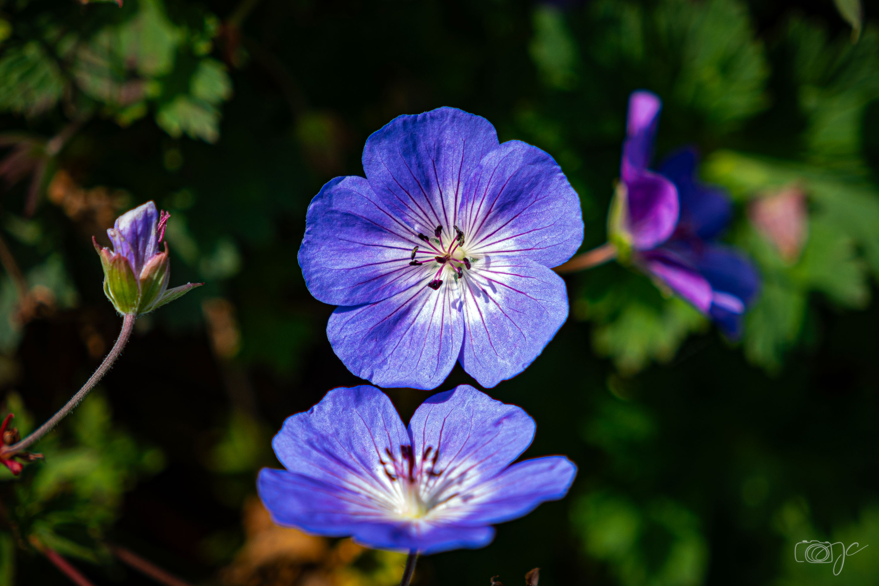 Macro