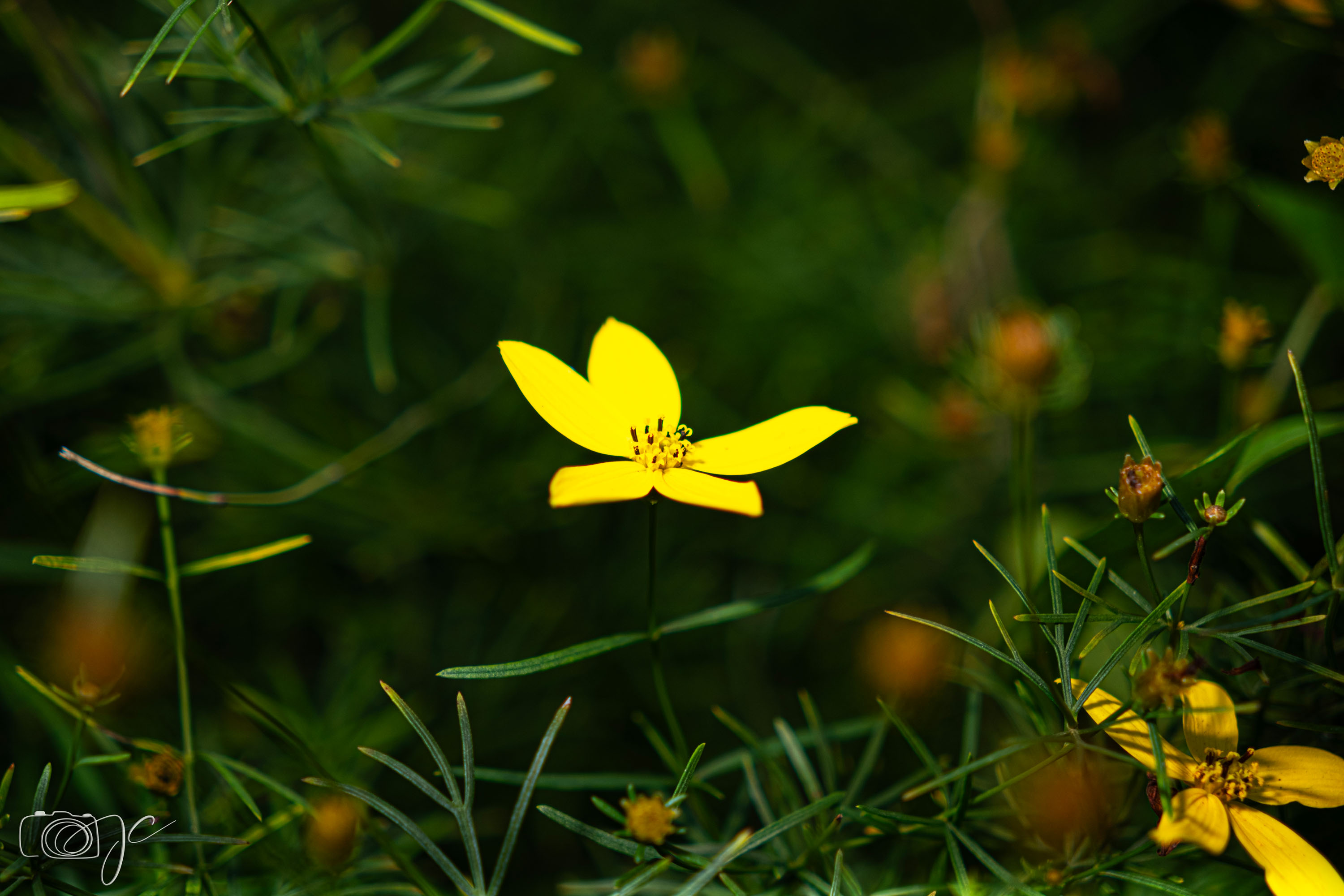 Macro