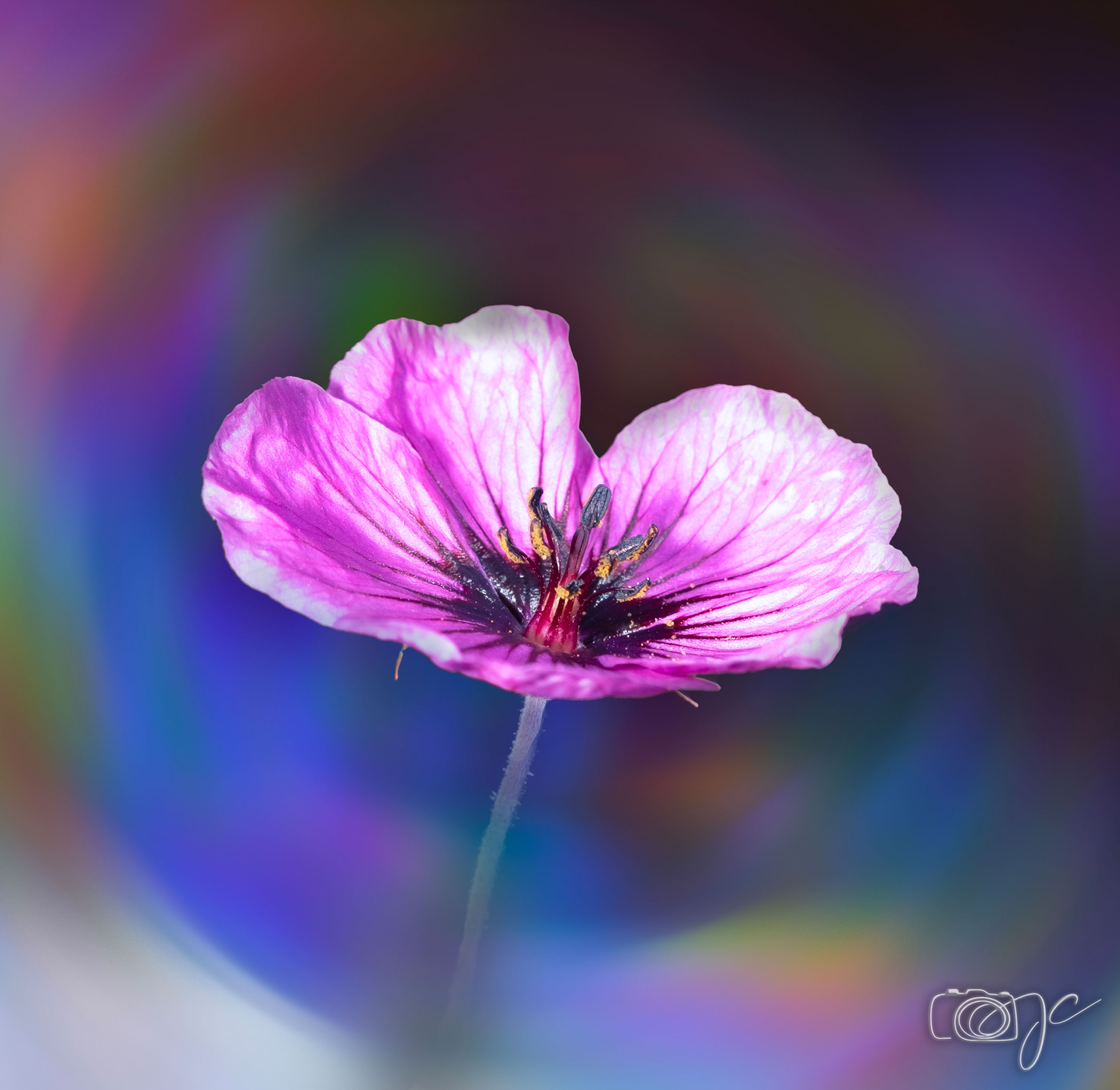 Macro