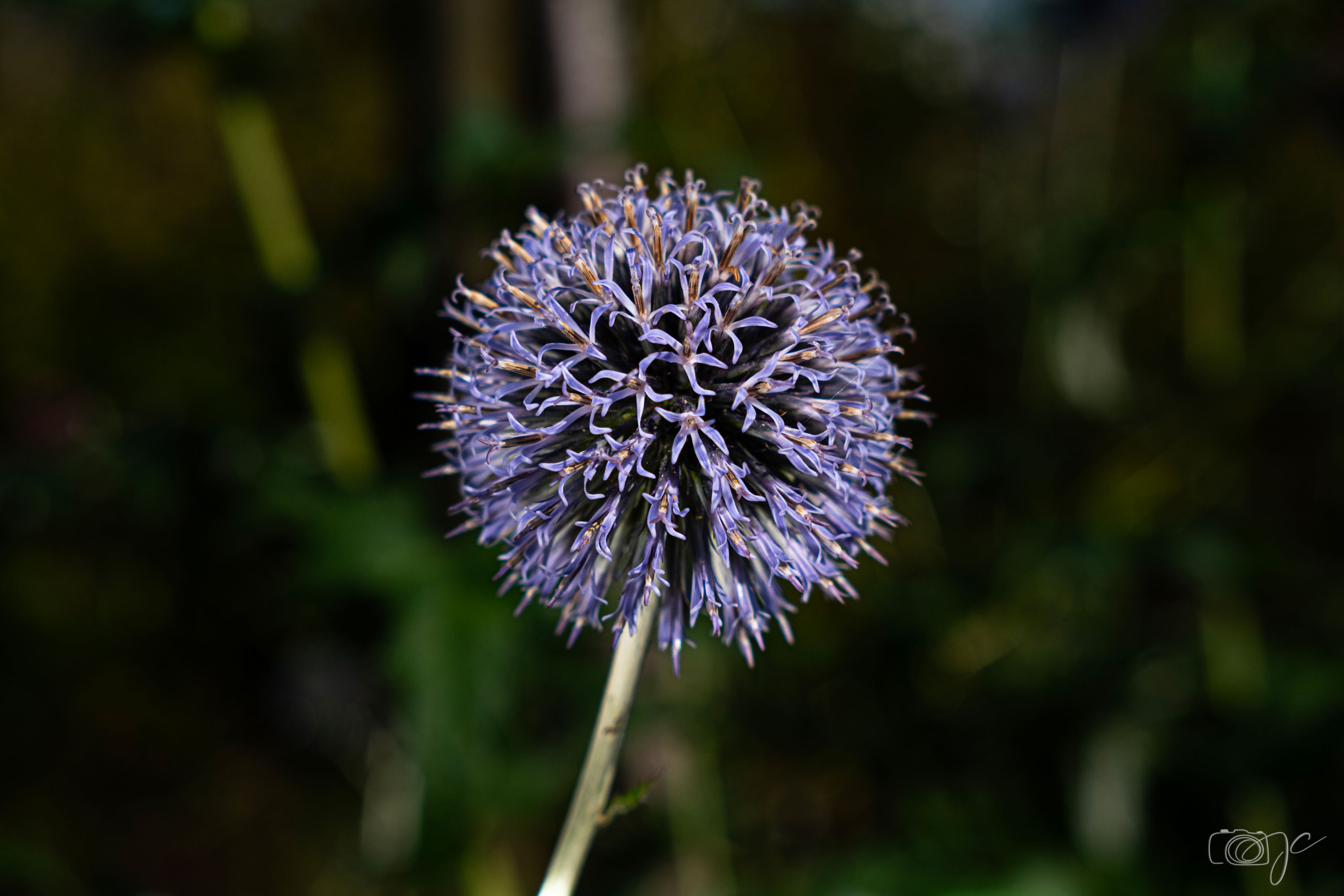Macro