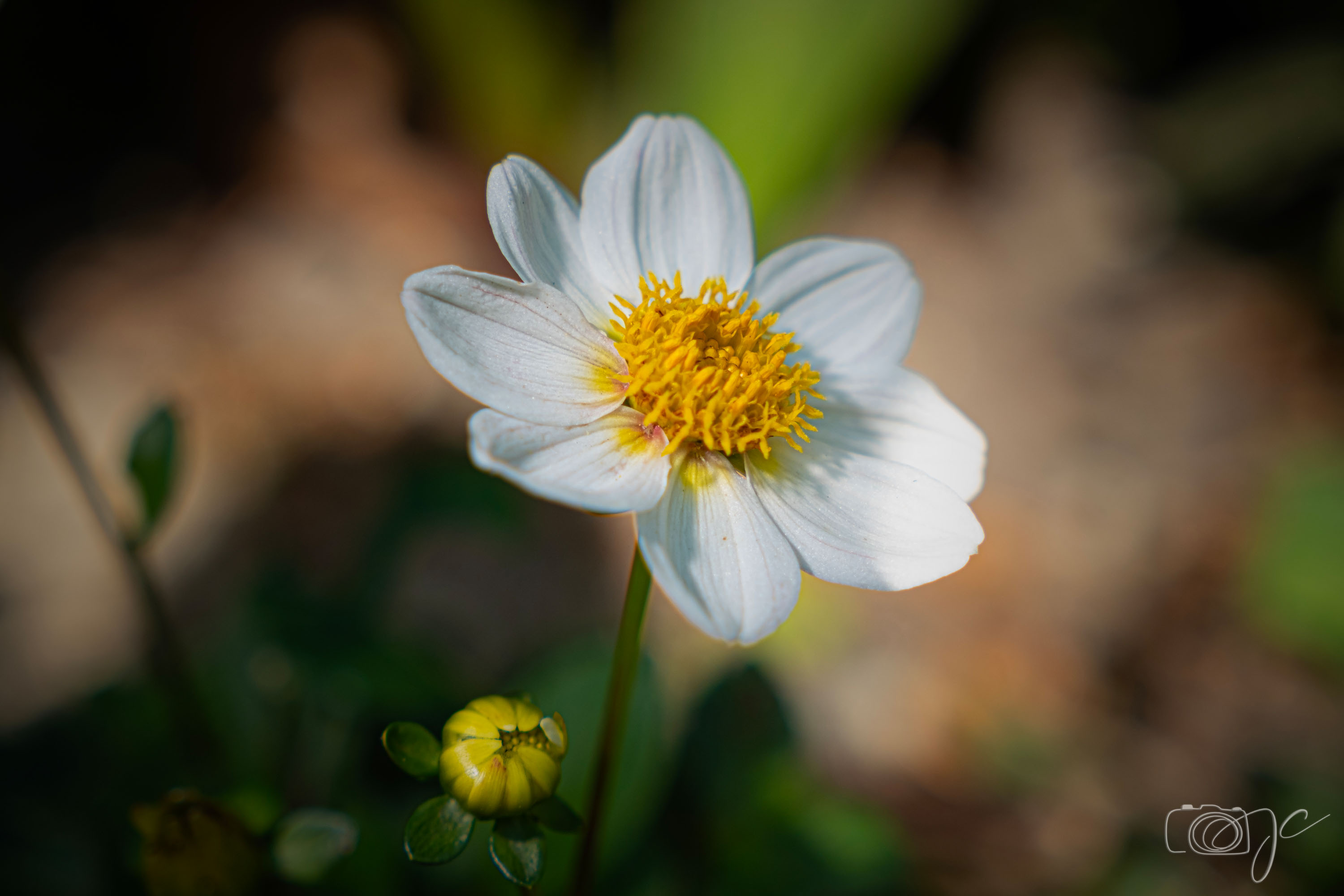 Macro