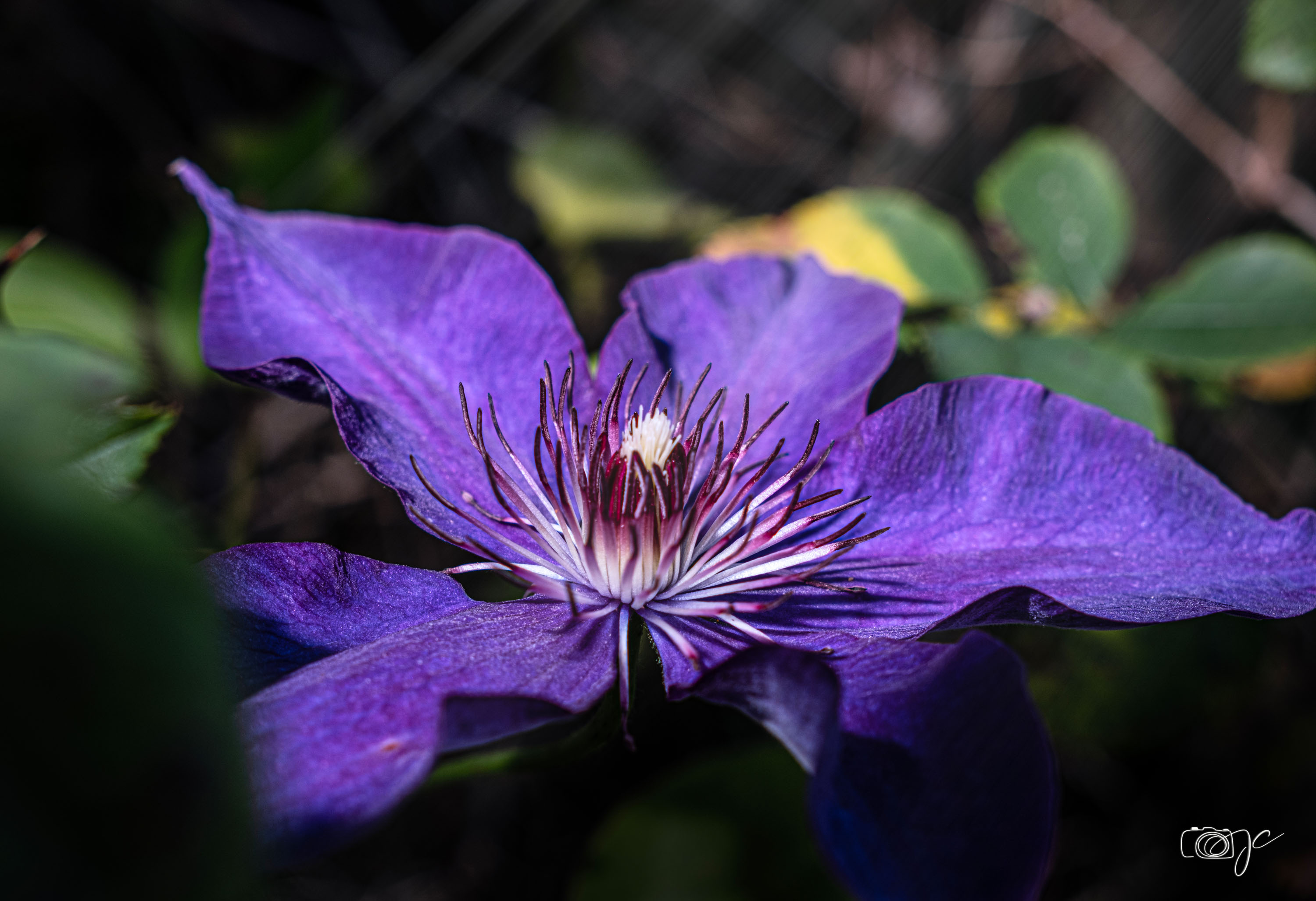 Macro