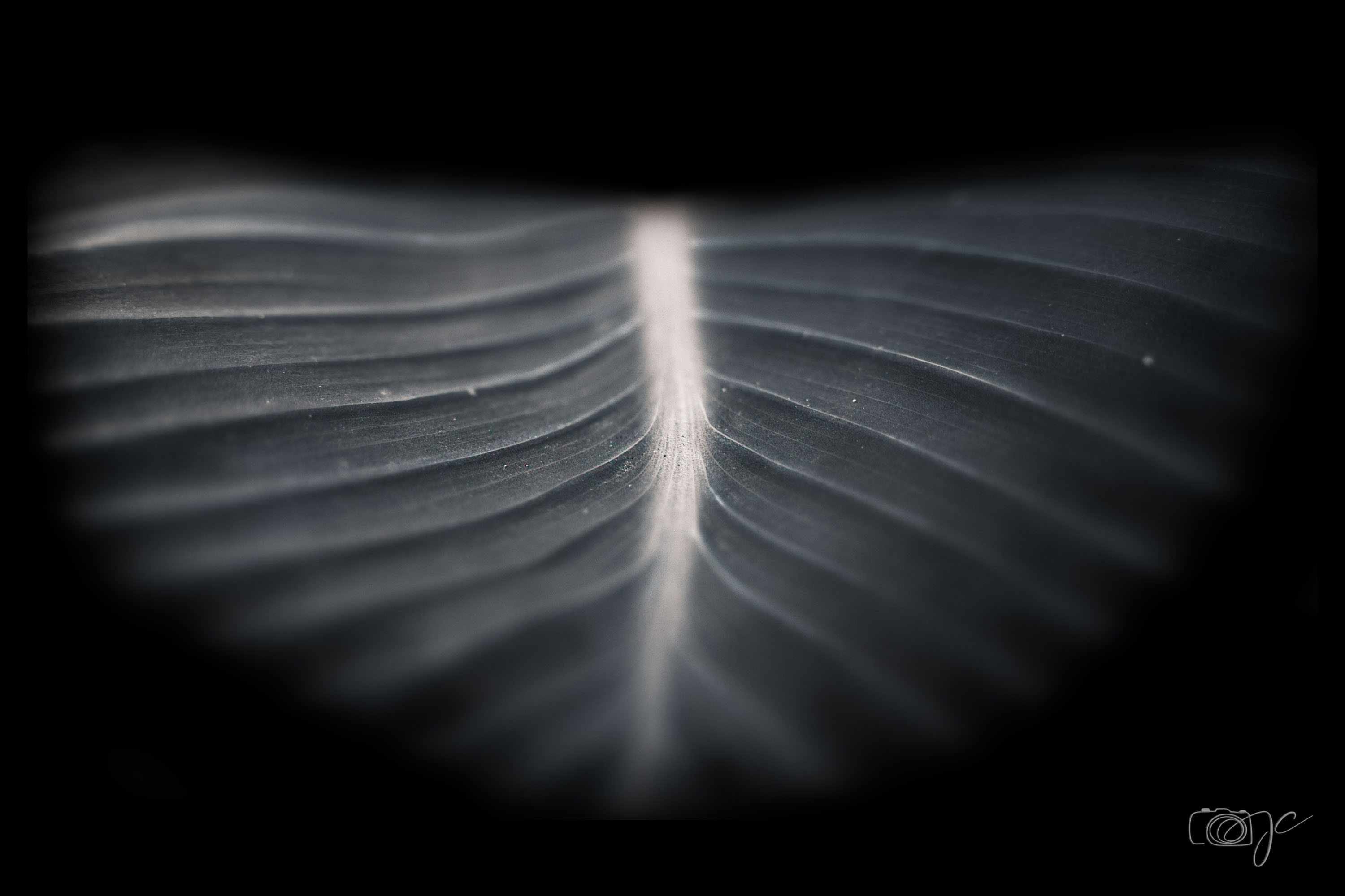 Macro