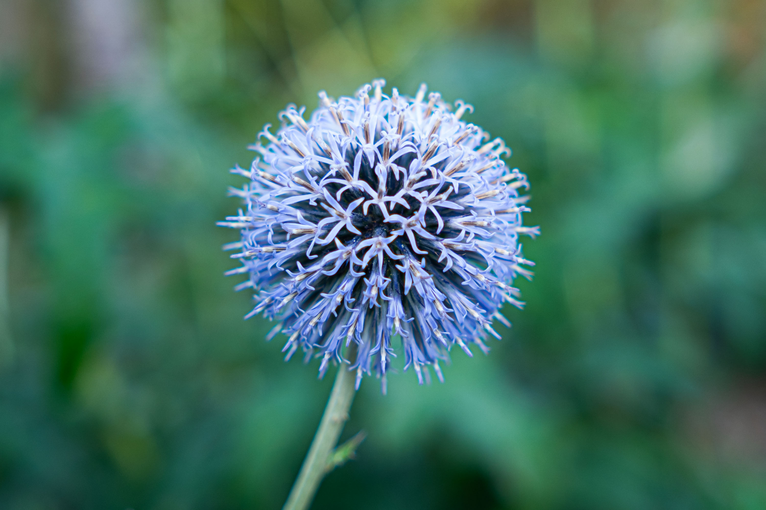 Macro