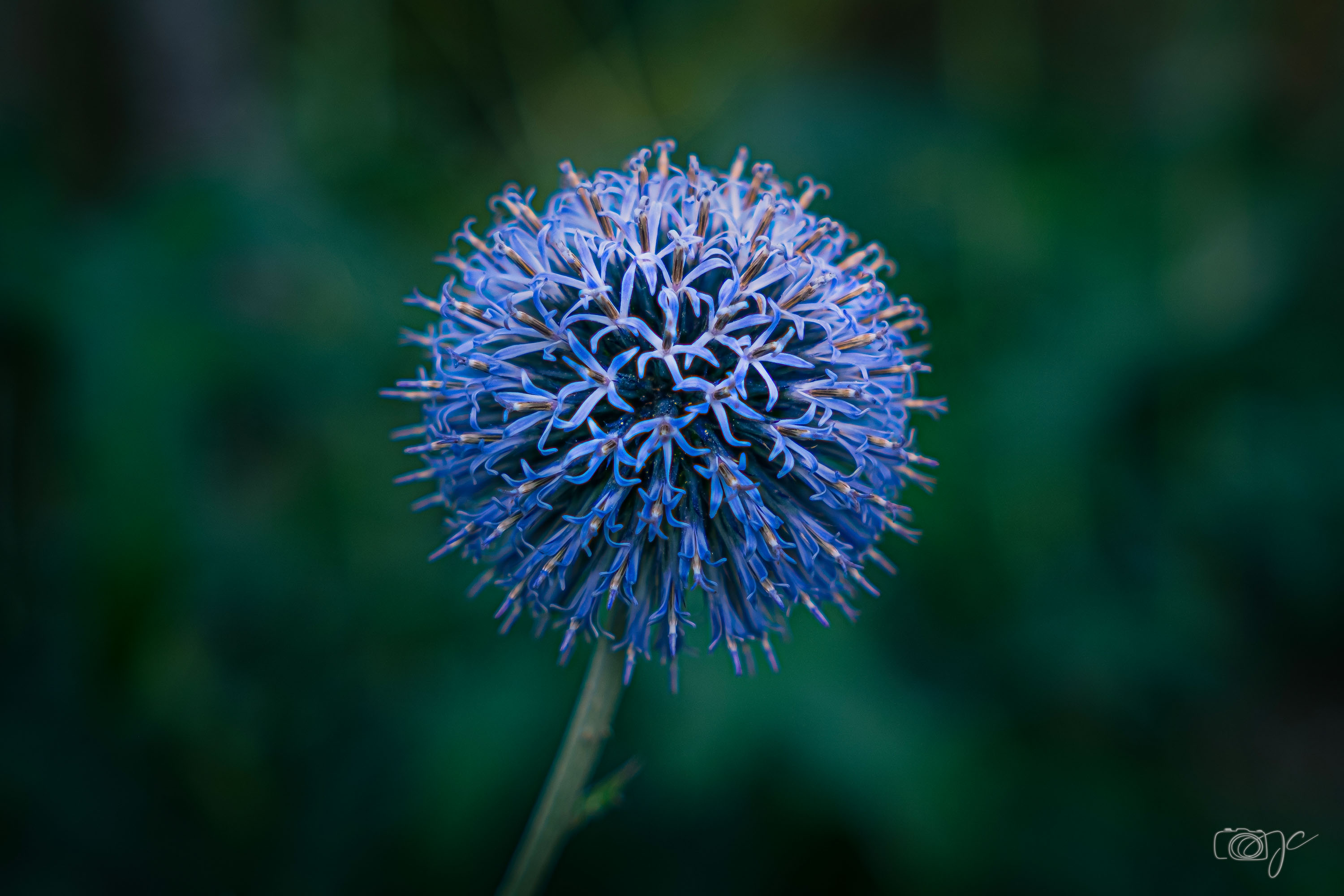 Macro