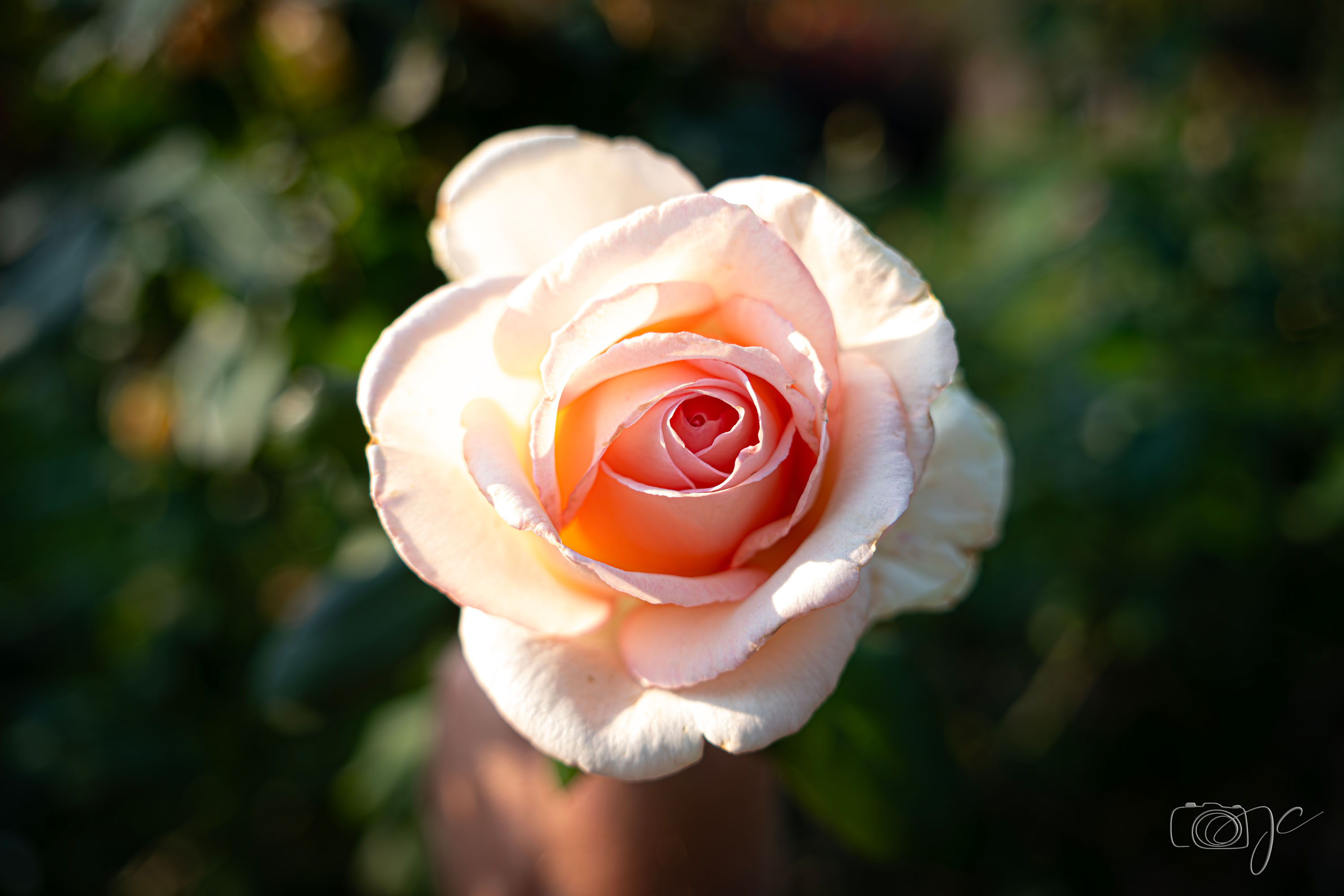 Macro