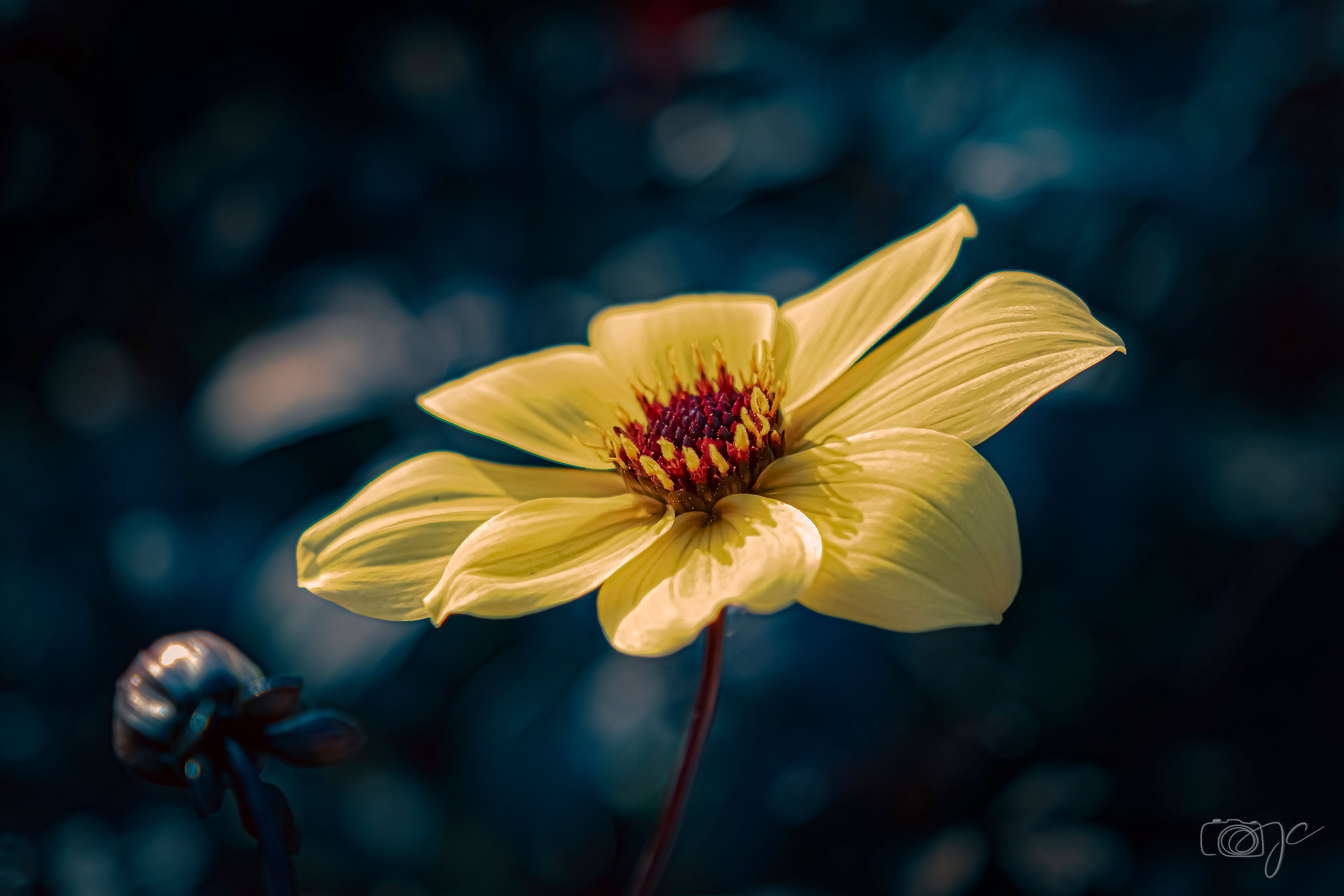 Macro