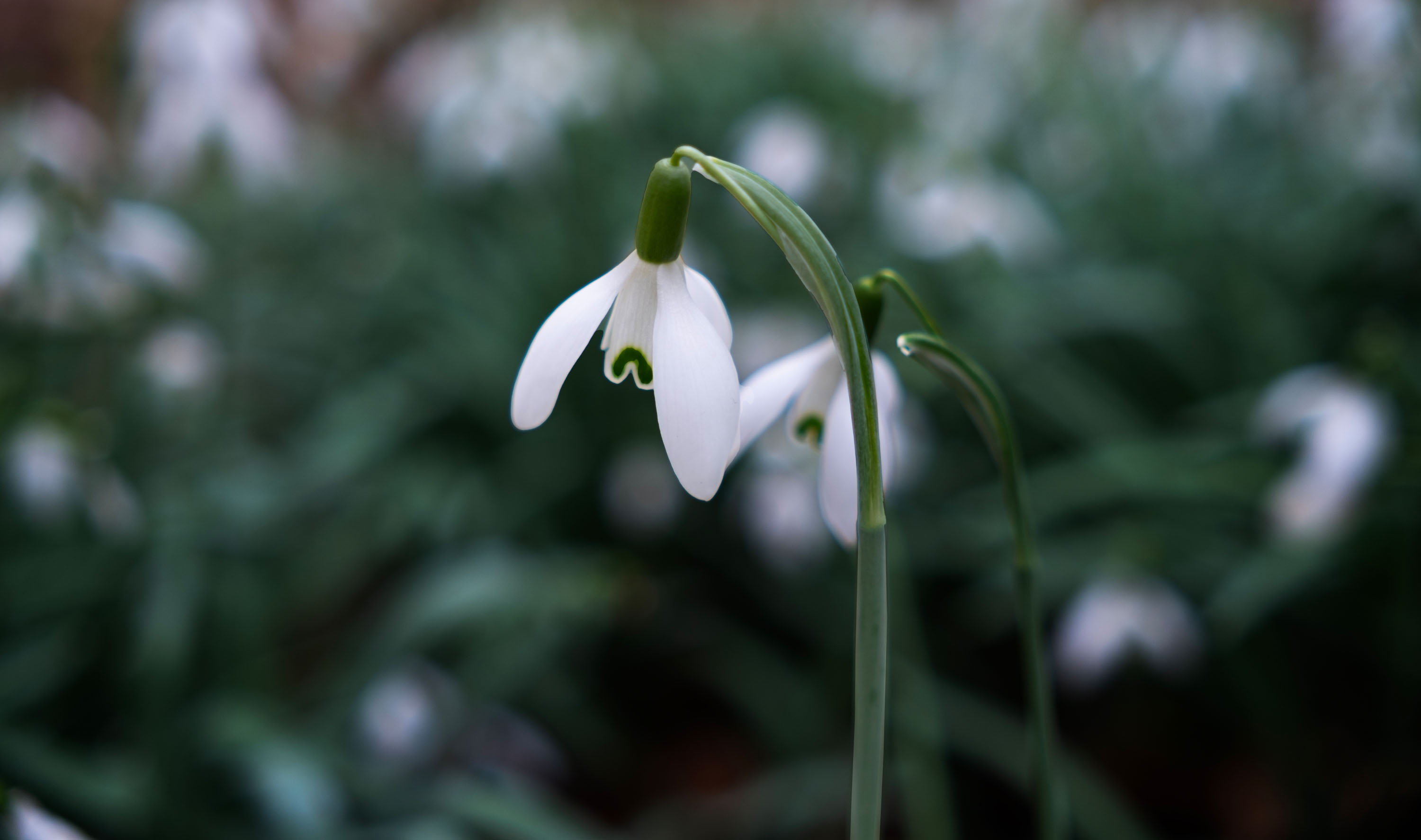 Macro