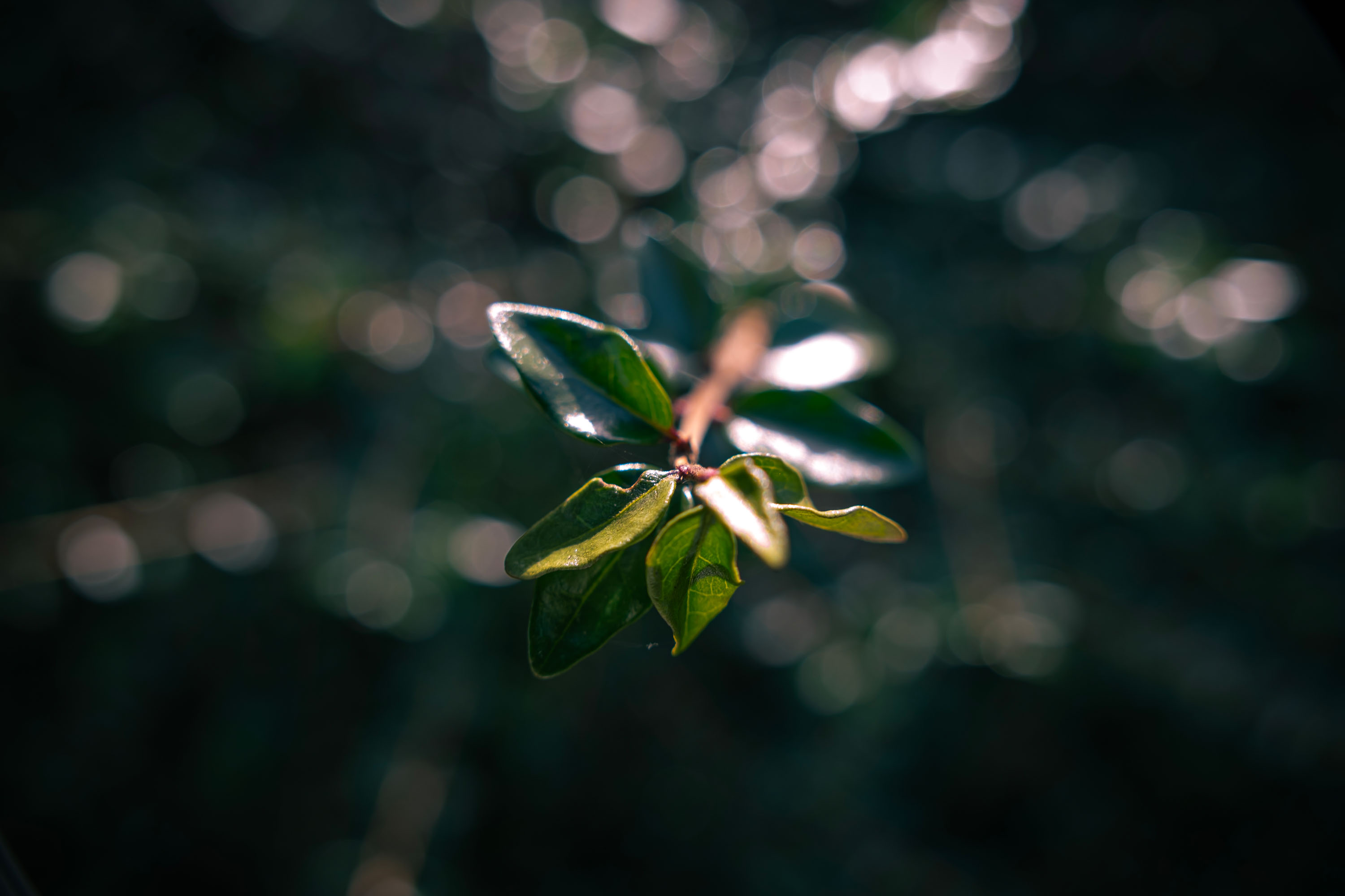 Macro