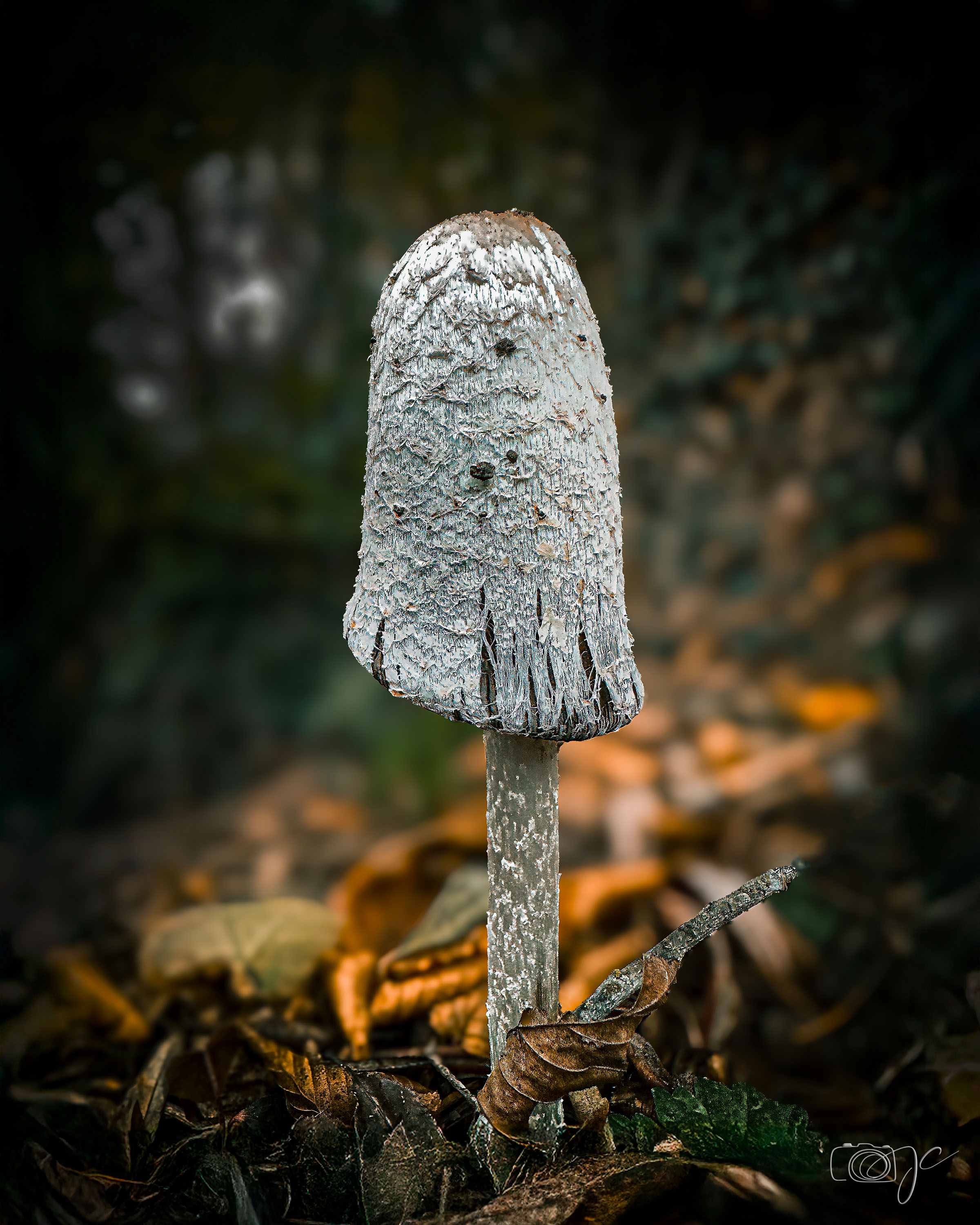 Macro
