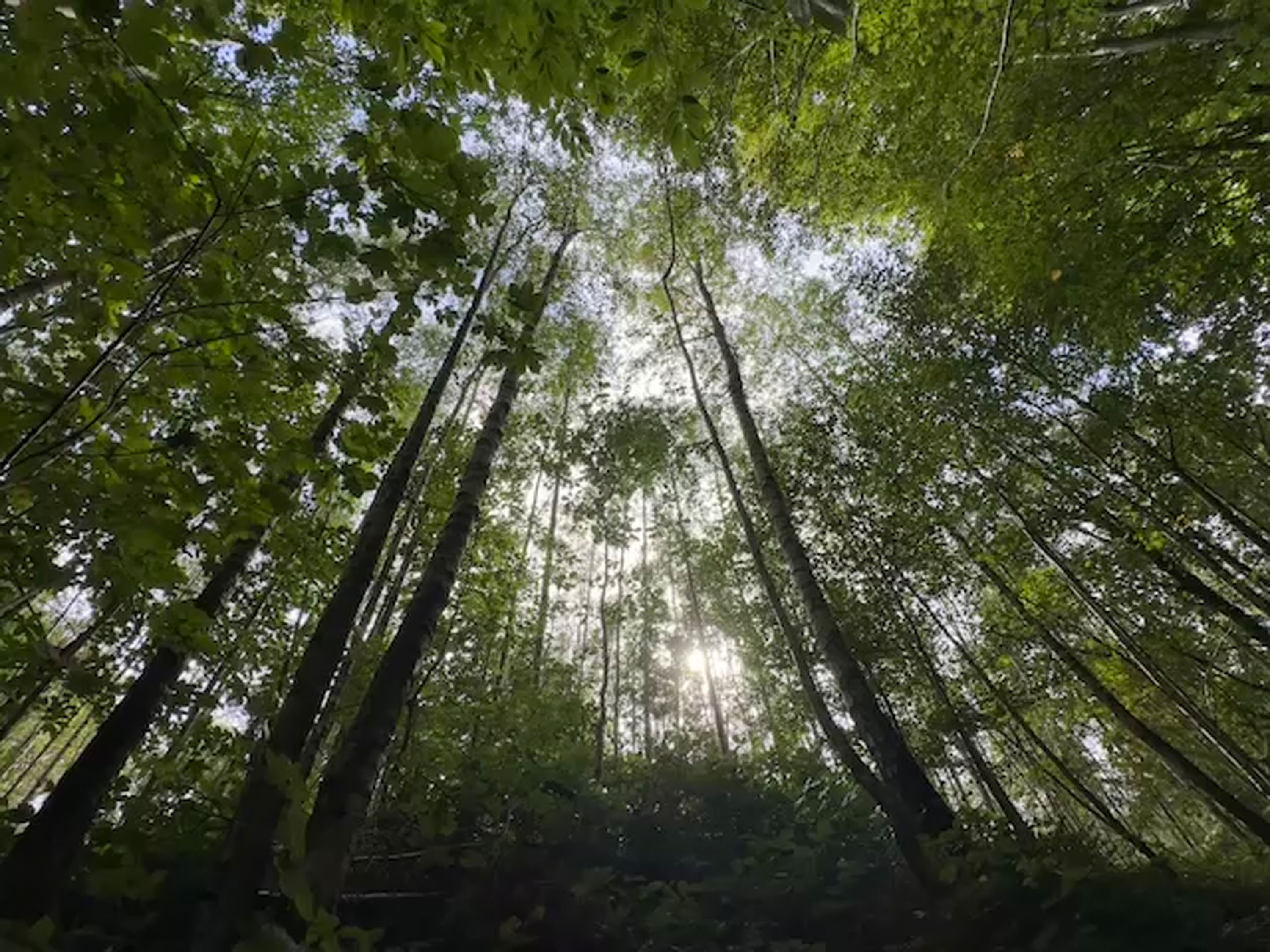 Nature